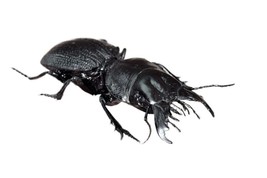 Handmade Crepidopterus decorsei Beetle Statuette Fine Insect Figurine Bugs - £32.48 GBP
