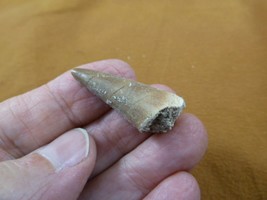 (DF233-150) 1-3/8&quot; Fossil MOSASAURUS Dinosaur tooth Mosasaur dig fossil teeth - £16.16 GBP