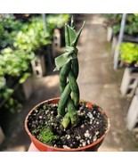 Fernwood Snake Plant | Braided Snake Plant | Air Purifying plant | 4in pot - $19.79