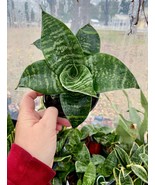 Sansevieria Trifasciata Hahnii Snake Plant Futura Robusta 4&quot; Pot Live Plant - £11.67 GBP