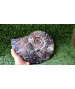 11inch Nice Gonioclymenia Ammonite FOSSIL Devonian Location Rissani Moro... - €316,65 EUR