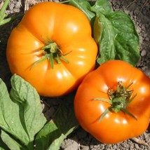 Yellow Brandywine Tomato Seeds 50 Ct Vegetable Fresh Garden Seeds - $4.10