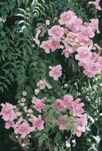 Podranea Ricasoliana Pink Trumpet Vine 1 Plant Fresh Seeds Fast Shipping - $25.98