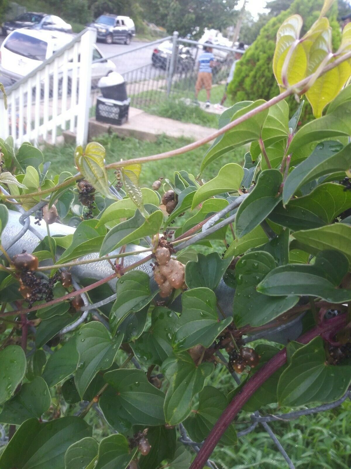Cinnamon Vine Bulbils - 10+ - $7.84