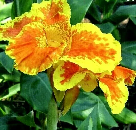 Three Healthy Bulbs CANNA LILY Indian Shot ( Red Orange Rhizomes) bare r... - $35.00