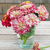 100 Bon Bon Mix Zinnia Seeds Planting Fast US Shipping - £8.81 GBP