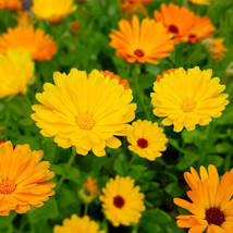 SEPT Fiesta Gitana Calendula Seeds Seed Store 1206 - £4.64 GBP