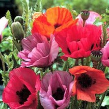 Oriental Poppy Haremstraum Mix *Heirloom    Perennial  Papaver Orientale... - £6.02 GBP