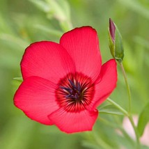 Scarlet Flax Seeds, Linum, Beautiful Red Flowers, Heat Tolerant, FREE SHIPPING - £1.30 GBP+