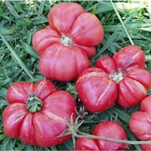 PM Russian Rose Tomato Seeds (20+ Seeds) | Non GMO | Vegetable Fruit Herb Flower - £3.74 GBP