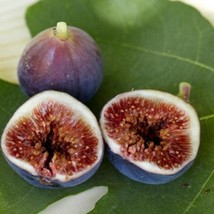 Black Mission Fig Tree Seeds Gardening USA Shipping - $9.97