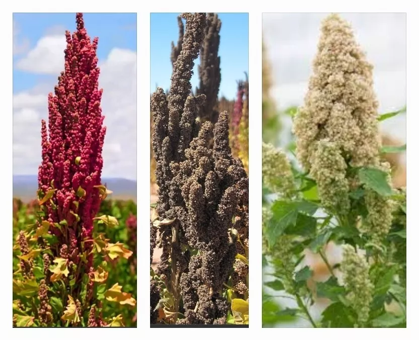 300+ Organic Rainbow Quinoa Seeds - $9.75