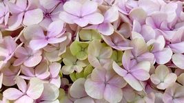 75 Seeds Packet Hydrangea Seeds - Fragrant Style 15 - £9.42 GBP