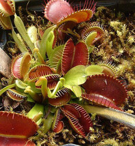 Dionaea muscipula Rouge Sombre Venus flytrap - $4.70