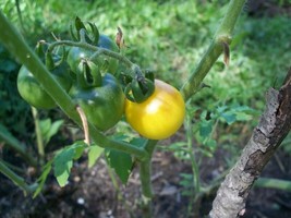 SGHOST 20 Seeds Hartman&#39;S Yellow Gooseberry Tomato Heirloom USA Seller - £6.79 GBP