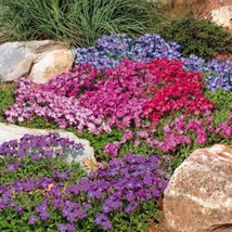 Rockcress Royal Mix Flower Seeds Aubrieta 100 Seeds Fresh Seeds - £10.50 GBP