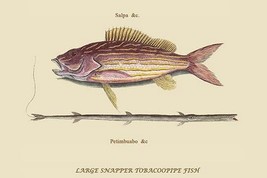 Large Snapper &amp; Tobacco Pipe Fish by Mark Catesby #2 - Art Print - £17.68 GBP+