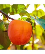 Hachiya Japanese Persimmon Tree: Cold Hardy, Sweet Astringent Fruit - $459.90