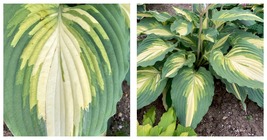 1 Live Potted Plant hosta LOVE STORY medium new tricolor 2.5&quot; pot - £34.47 GBP