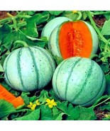 ADW 10 Charentais Melon Cantaloupe Seeds Non~Gmo Organic Hybrid Fruit Fa... - $18.26 CAD