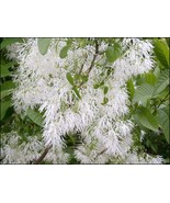 VCS Chionanthus Virginicus Tree 10 Seeds Hardy Fragrant Fringe Grancy Gr... - $20.65 CAD