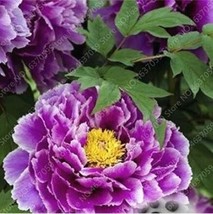 20 Seeds Peony Flowers Seeds Purple Flowers With Light Purple To White Edge Flow - £5.97 GBP