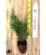 Chinese juniper Shimpaku - Specimen or Bonsai - €21,45 EUR+