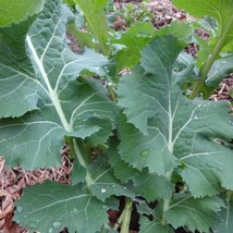 White Russian Kale Seeds Packet Of 100 Seeds USA SELLER Fast Shipping - £13.39 GBP