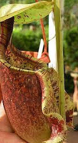 Nepenthes Ampullaria Giant