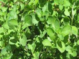 Culinary Favorite Oregano Perennial Herb Starter Plant - £4.22 GBP