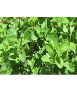 Culinary Favorite Oregano Perennial Herb Starter Plant - £4.15 GBP
