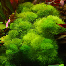 CABOMBA GREEN 1 bunch-Freshwater Aquatic Live Plants  SUPER PRICE!!!!!!! - £3.88 GBP