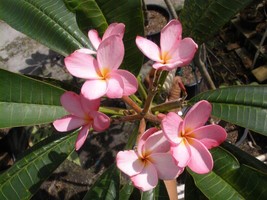 Sale Hawaiian Plumeria Frangipani Cuttings Rare Exotic Fragrant Tropical - £7.20 GBP