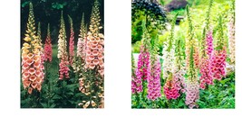 1200 Seeds! Foxglove Excelsior Mix Sun/Shade Hummingbirds Love Biennial - £21.20 GBP