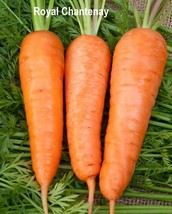 Royal Chantenay &amp; Red Chantenay Carrot Seeds – Sweet, Heirloom, Easy to ... - $3.62+