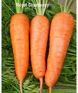 Royal Chantenay &amp; Red Chantenay Carrot Seeds – Sweet, Heirloom, Easy to ... - $4.94 CAD+