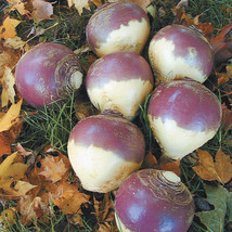 500+ York Rutabaga Seeds For Garden Planting - USA  - £4.27 GBP