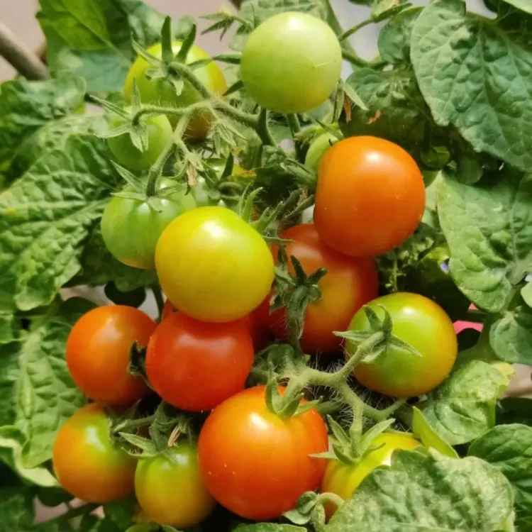 100 Seeds Mixed Red/Yellow Bonsai Cherry Tomato - £37.50 GBP