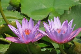 5 Pink Purple Water Lily Flowers Seeds #STL17 - £14.37 GBP