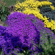 USA SELLER New 200 Purple Rockcress Flower Seeds Ground Cover Aubrieta Deltoidia - £17.92 GBP