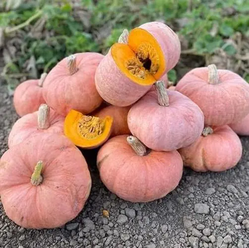 Pink Panther Pumpkin Seeds For Planting (10 Seeds) Easy To Grow Pink Squash Se F - £17.37 GBP