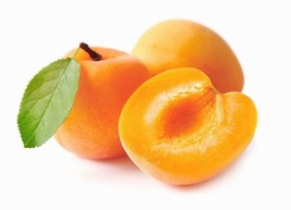 Chinese &quot;Morman&quot; Apricot Tree: Grafted - £74.90 GBP