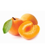 Chinese &quot;Morman&quot; Apricot Tree: Grafted - $1,987.49 MXN