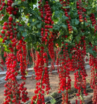 SR 97 Waterfall Tomatoes Seeds Sweet High Yield Heirloom Organic Planting Seeds - $8.65