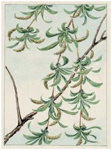 1551 Green leaves hanging down.Nature quality 18x24 Poster.Floral Decorative Art - £22.38 GBP