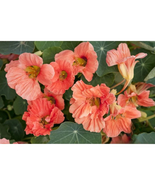 50+ Salmon Mousse Nasturtium Seeds – Edible Garden Flowers - $23.13 CAD