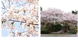 Beautiful AKEBONO Flowering Cherry Tree - £33.91 GBP