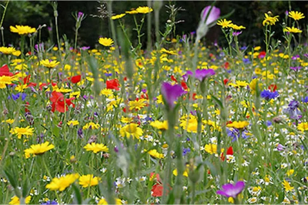 4 Gram Seeds Custom Mix Save The Bees Assorted Annual Variety Of Colorful Blooms - £18.69 GBP