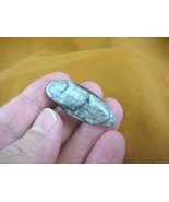 (f371-c) 1-1/2&quot; Orthoceras marbilized fossil straight shell nautiloid ce... - $8.59