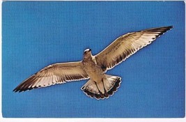 Animal Postcard Seagull In Azure Sky - £2.36 GBP